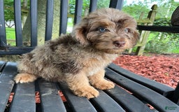 Mini Aussiedoodle dogs for sale: Ringo - Image 18