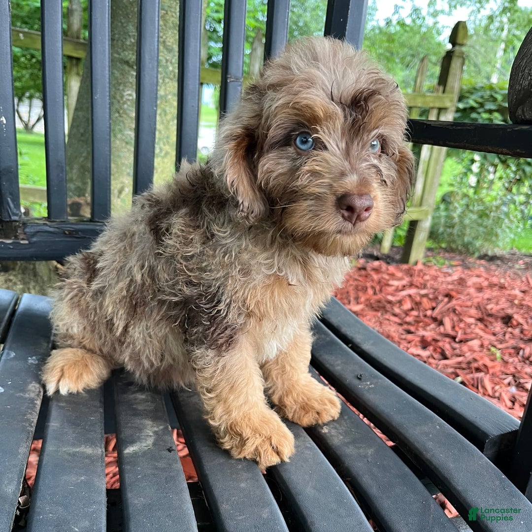 Mini Aussiedoodle dogs for sale: Ringo - Image 18