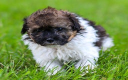 Miniature Poodle dogs for sale: Loki - Image 4
