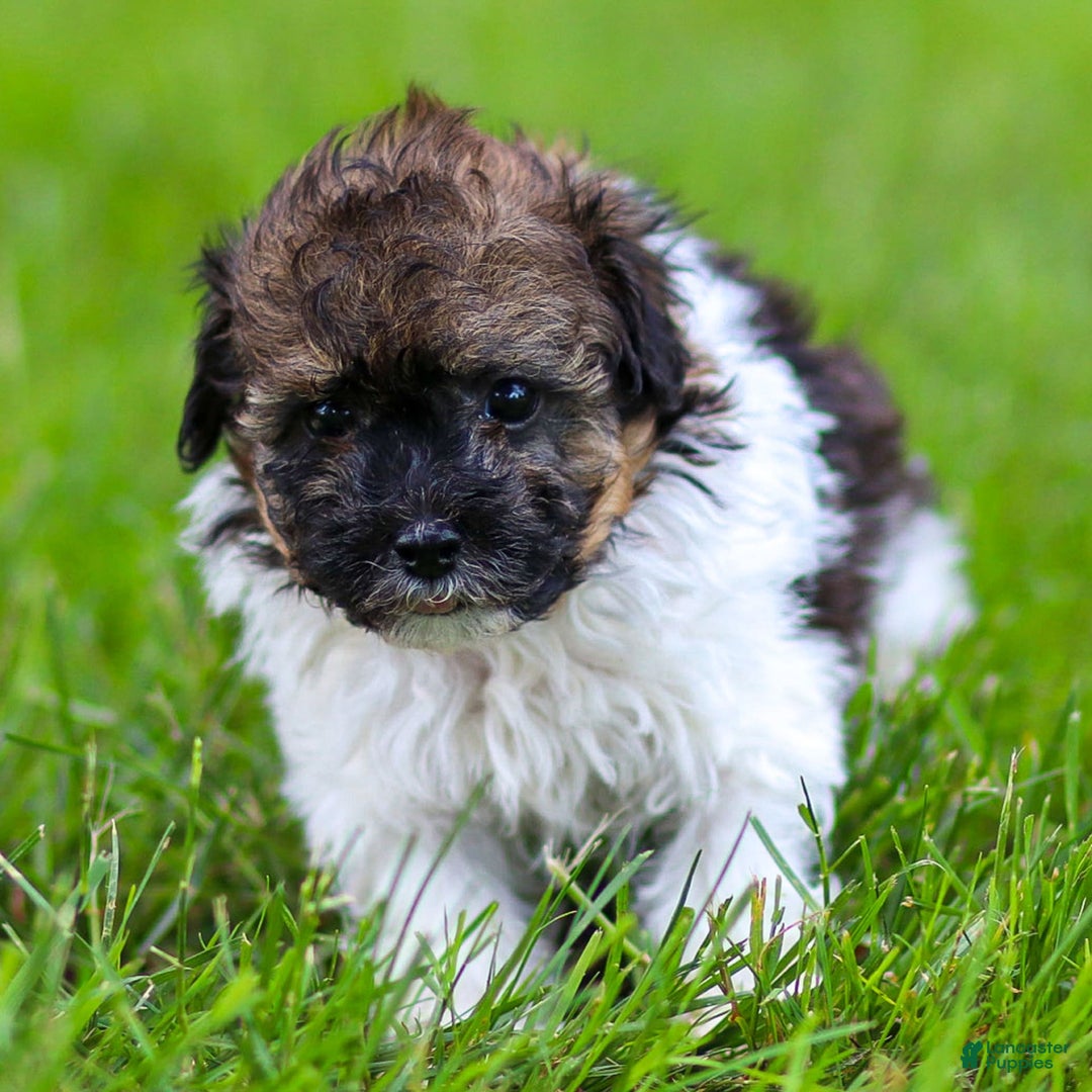 Miniature Poodle dogs for sale: Loki - Image 4