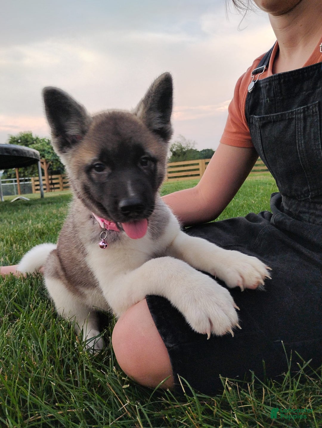 categoriesInfo:categoryAttributeOptions.pets.dogs.breed.akita dogs for sale: Akc Molly - Image 4
