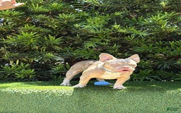 French Bulldog dogs for sale: Dj - Image 3