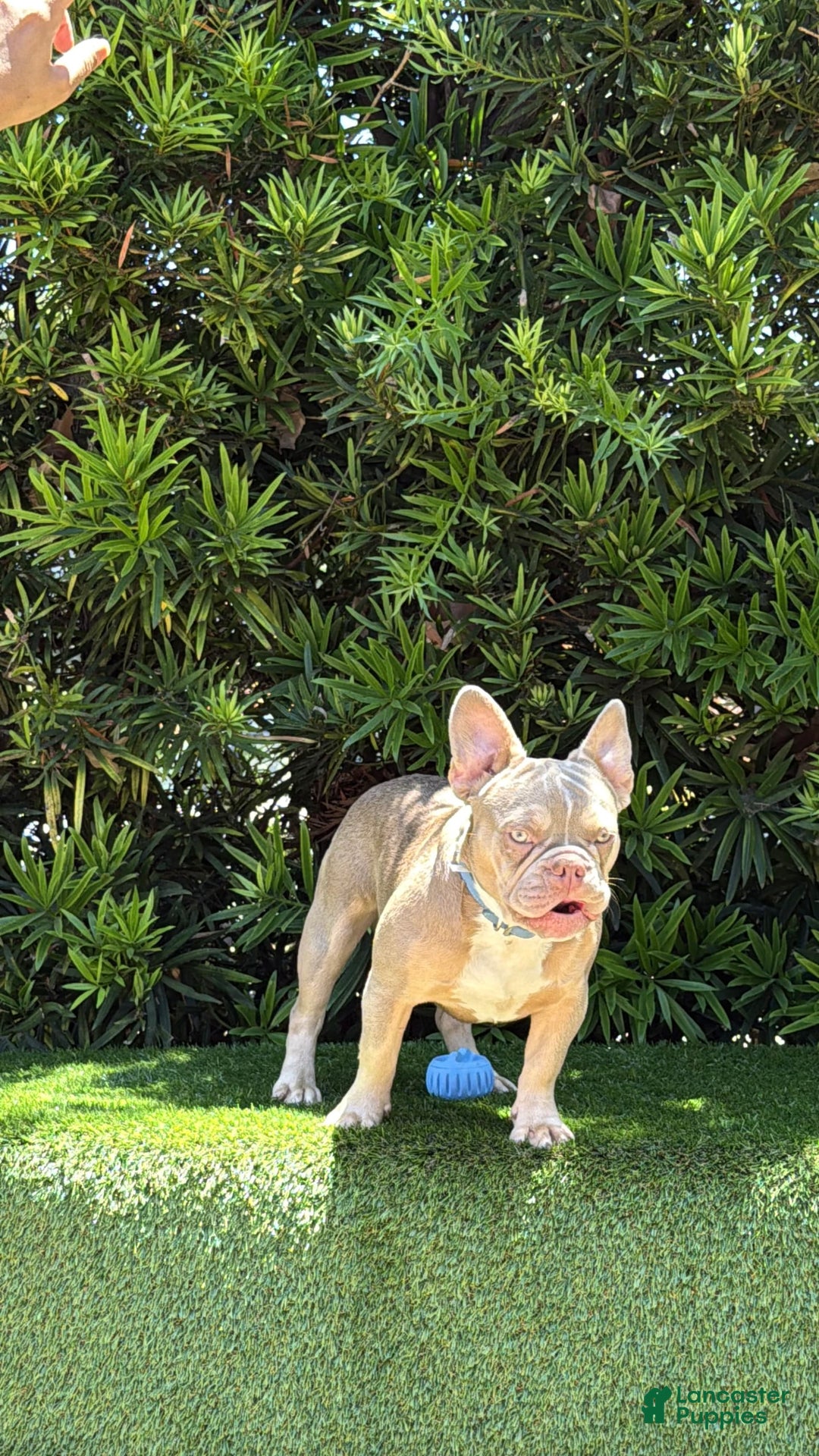 French Bulldog dogs for sale: Dj - Image 3