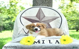 Welsh Corgi Pembroke dogs for sale: Milo - Image 2