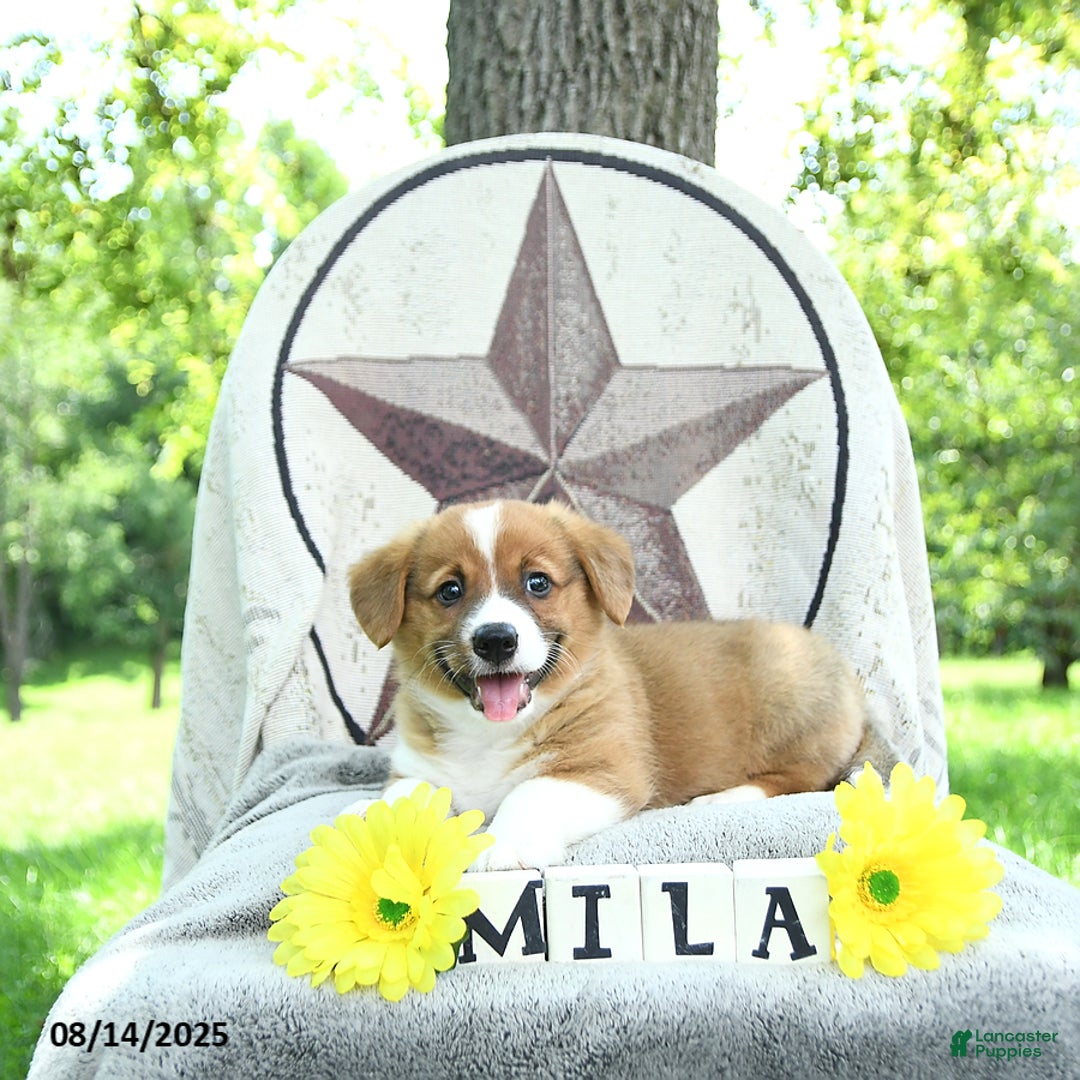 Welsh Corgi Pembroke dogs for sale: Milo - Image 2