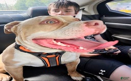 American Bully dogs for sale: Ace - Image 4