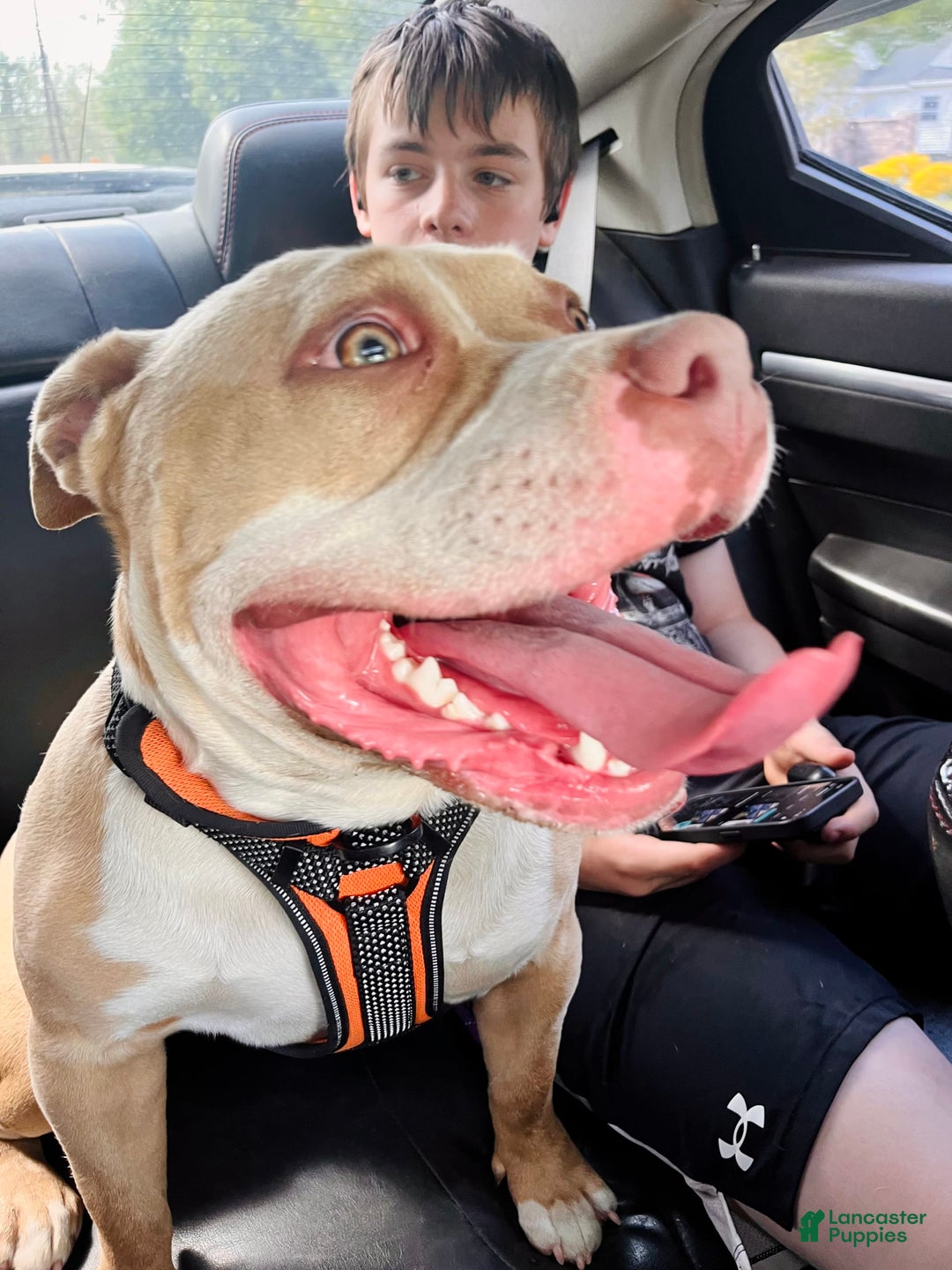 American Bully dogs for sale: Ace - Image 4