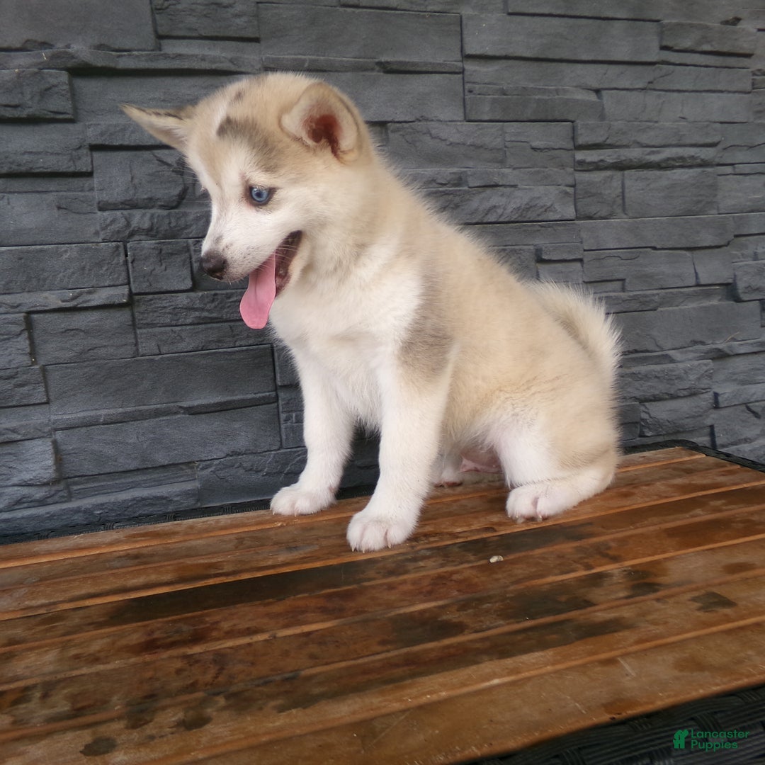 Pomsky dogs for sale: Silas - Image 25