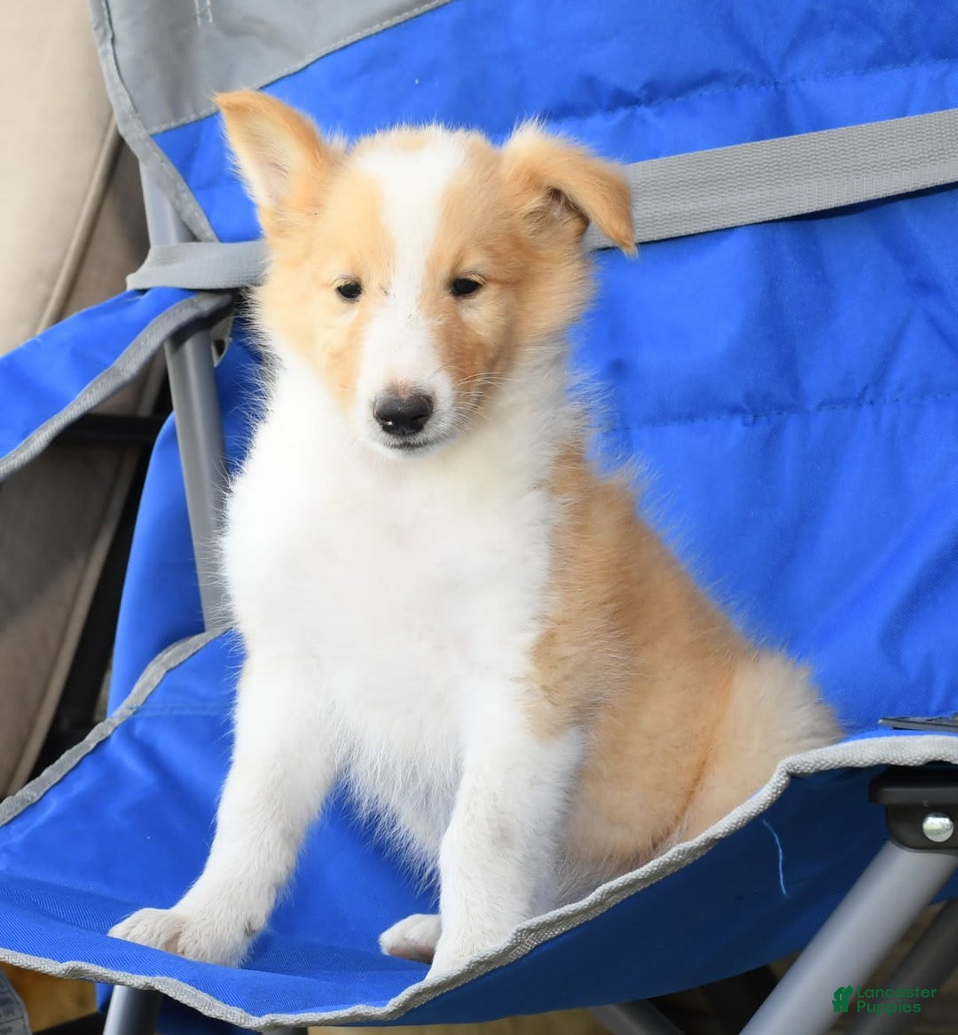 Collie dogs for sale: Parker - Image 9
