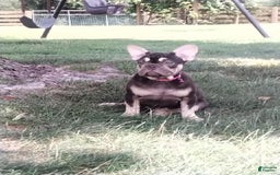 French Bulldog dogs for sale: Akc Flora - Image 1