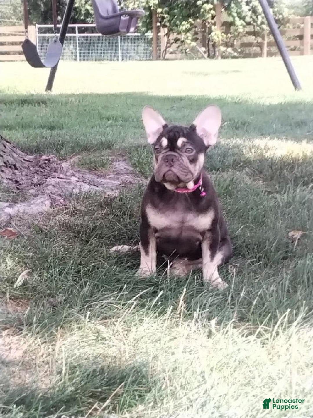 French Bulldog dogs for sale: Akc Flora - Image 1