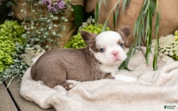 French Bulldog dogs for sale: Diamond - Image 6
