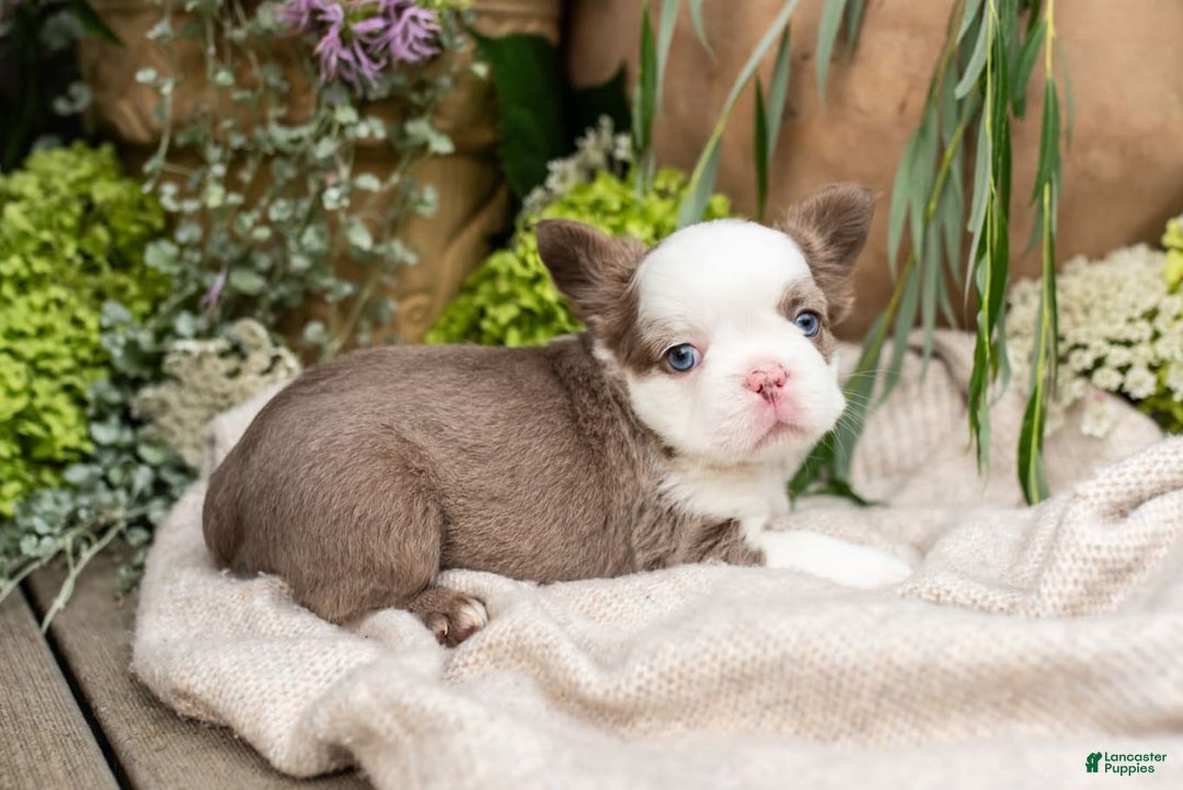 French Bulldog dogs for sale: Diamond - Image 6
