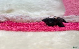 Morkie dogs for sale: London - Image 8