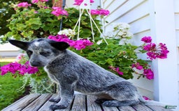 Australian Cattle Dog dogs for sale: Beauty - Image 3