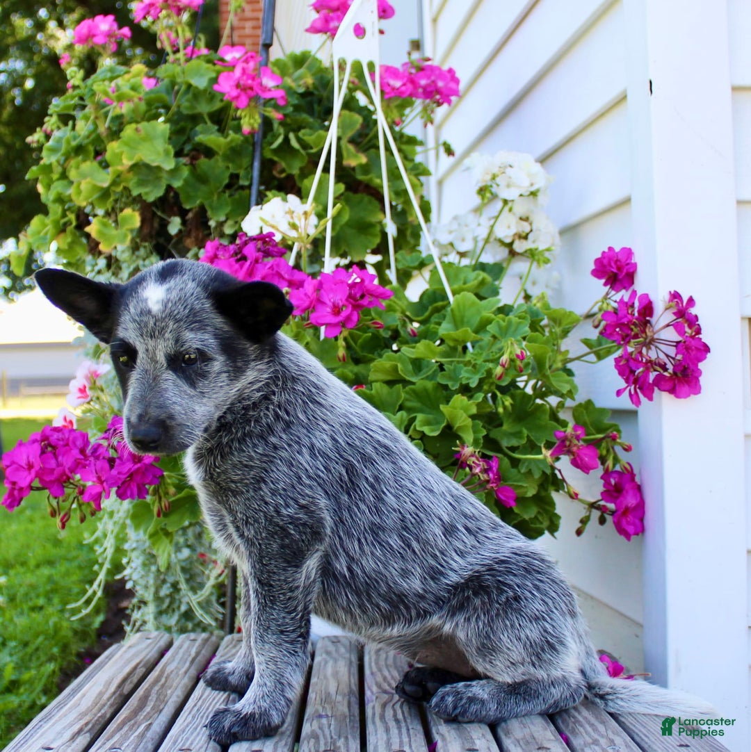Australian Cattle Dog dogs for sale: Beauty - Image 3