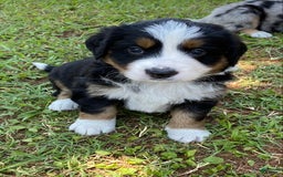 Australian Shepherd dogs for sale: Annie Oakley - Image 7