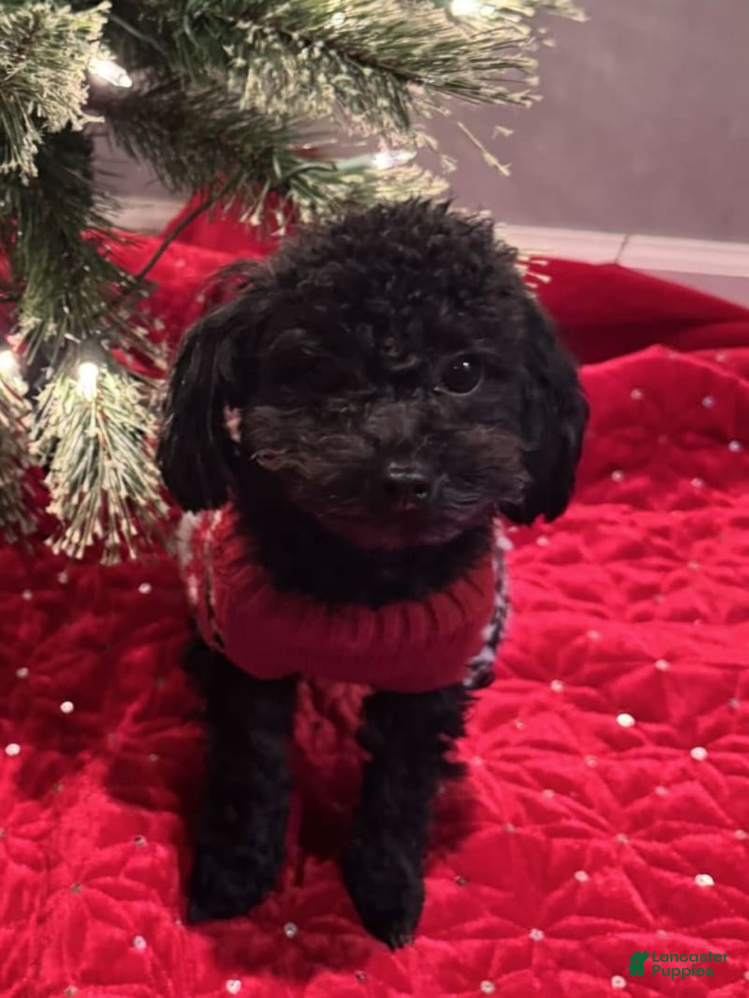 Shihpoo dogs for sale: Teacup Chip - Image 6