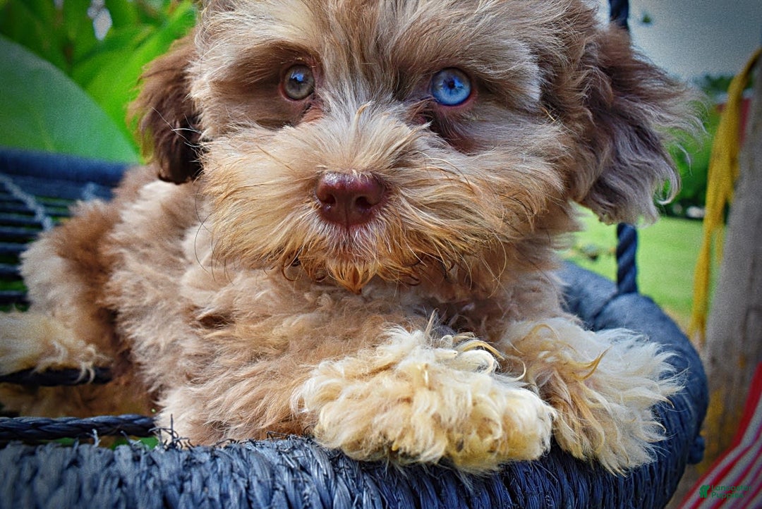 Havapoo dogs for sale: Dixie - Image 11