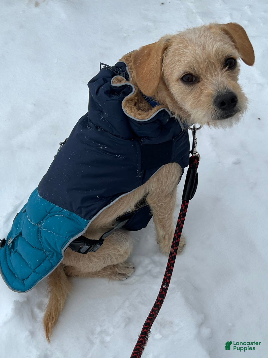 Border Terrier dogs for sale: Benji - Image 7