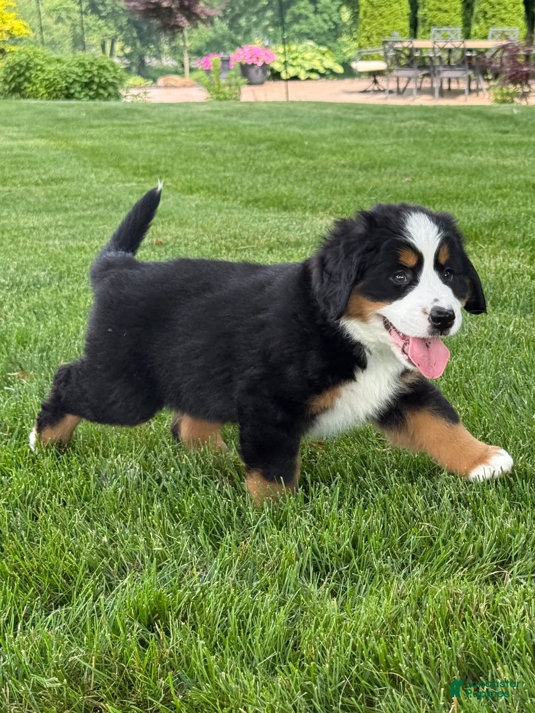 Bernese Mountain Dog dogs for sale: Ivy - Image 3