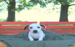 Jack Russell Terrier dogs for sale: Tia - Image 12