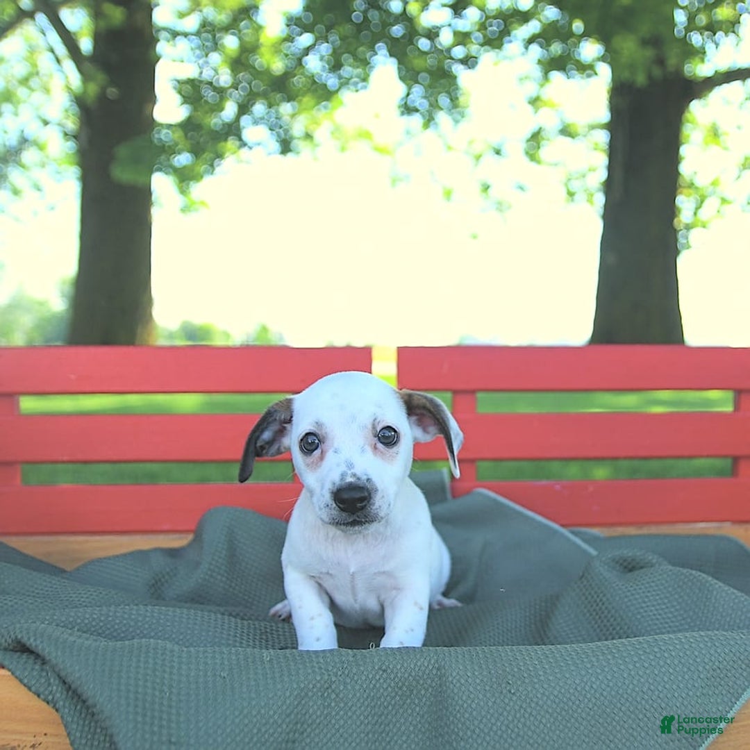 Jack Russell Terrier dogs for sale: Tia - Image 12