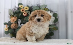 Mini Aussiedoodle dogs for sale: Princess - Image 1