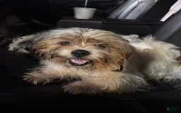Shih Tzu dogs for sale: Luna - Image 7