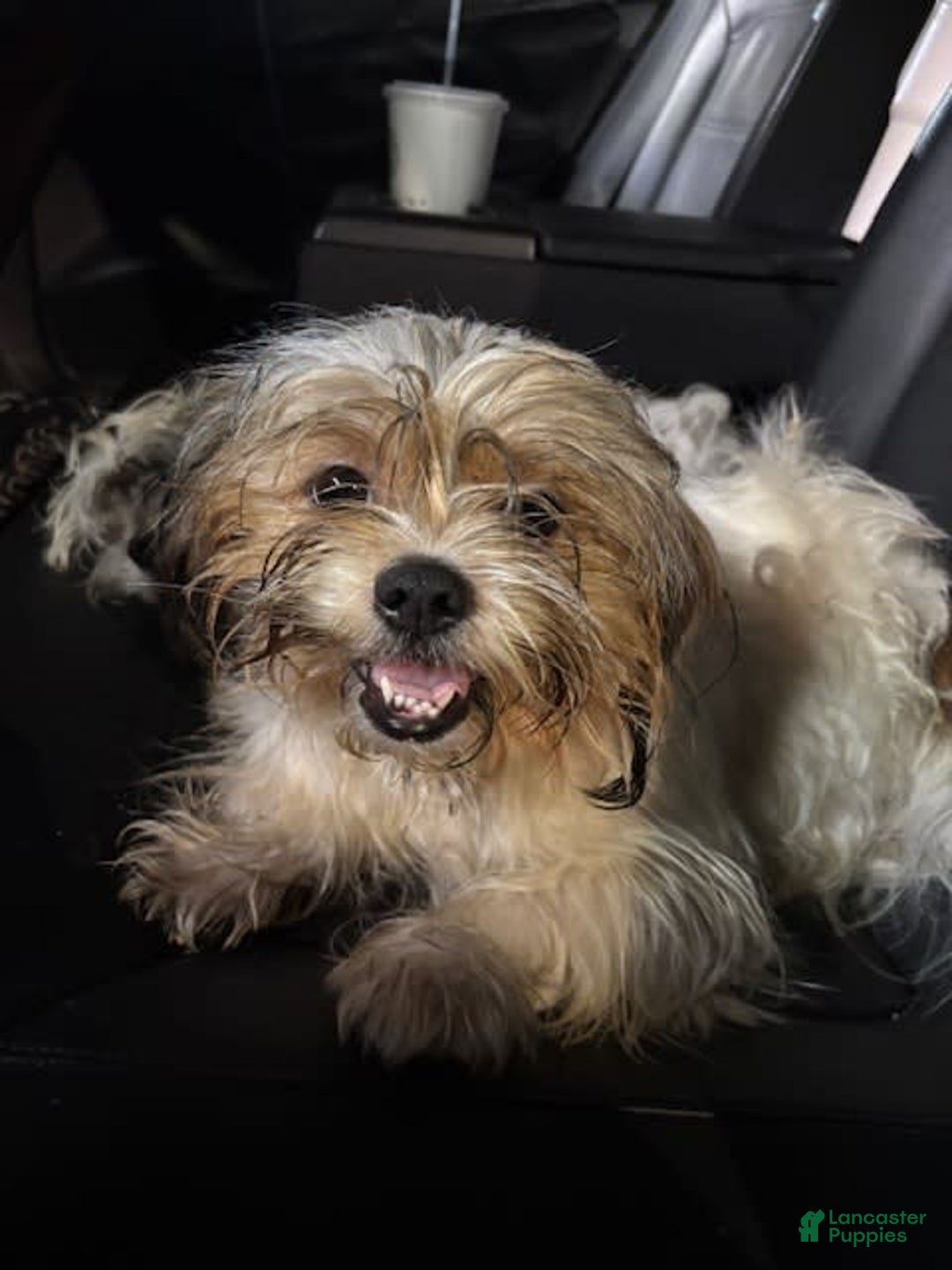 Shih Tzu dogs for sale: Luna - Image 7