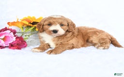 Cockapoo dogs for sale: Roxy - Image 3