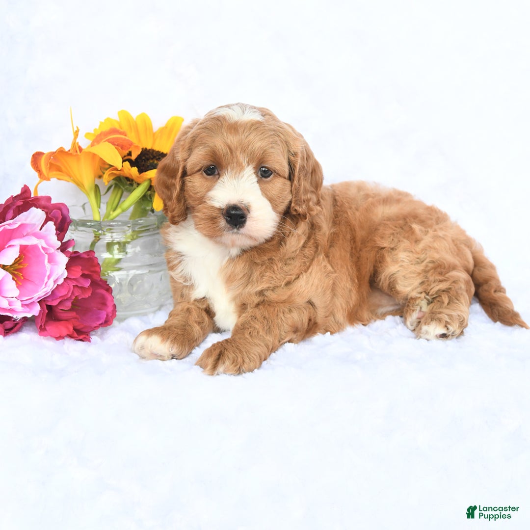 Cockapoo dogs for sale: Roxy - Image 3