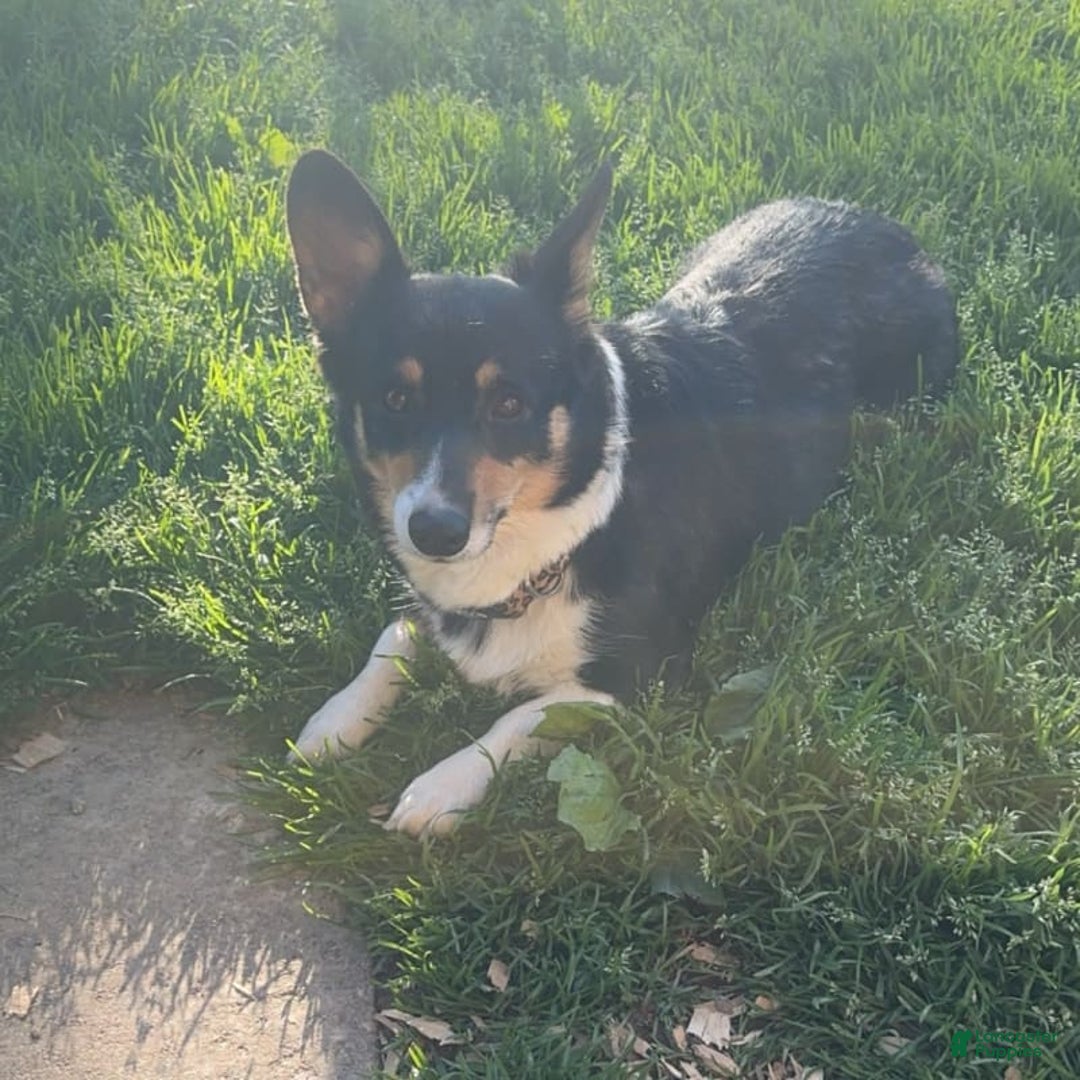 Welsh Corgi Pembroke dogs for sale: Brutus - Image 6