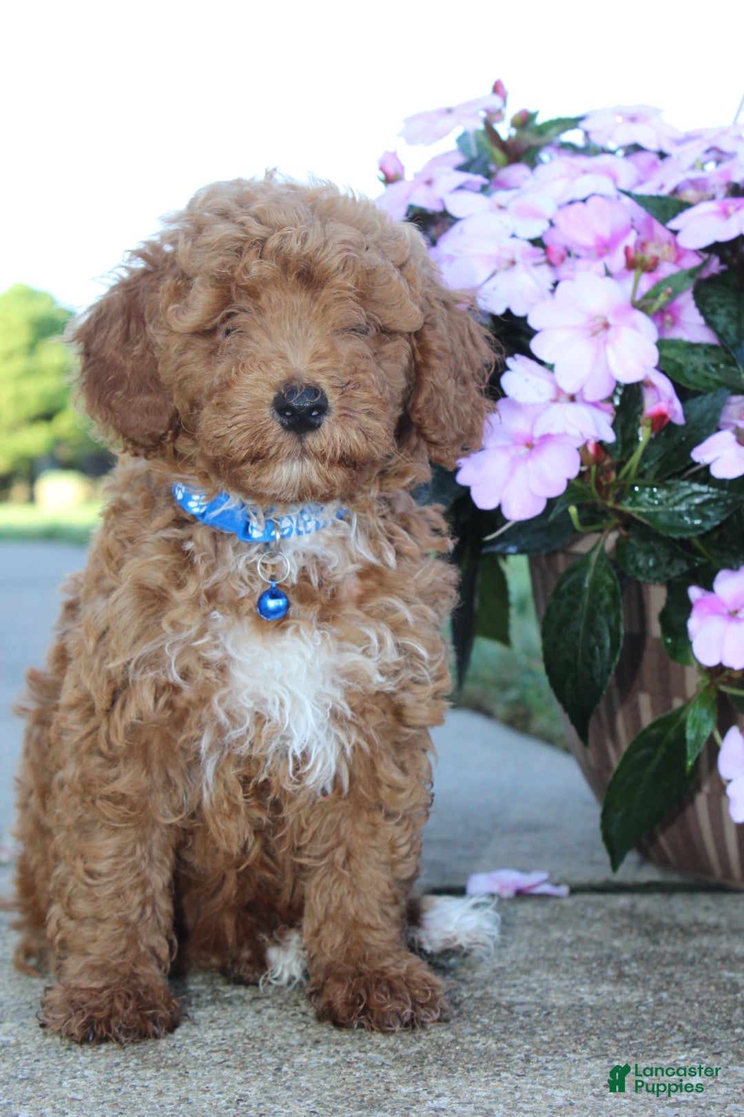 Miniature Poodle dogs for sale: Akc Patch - Image 1