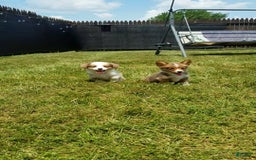 Welsh Corgi Pembroke dogs for sale: Molly - Image 6