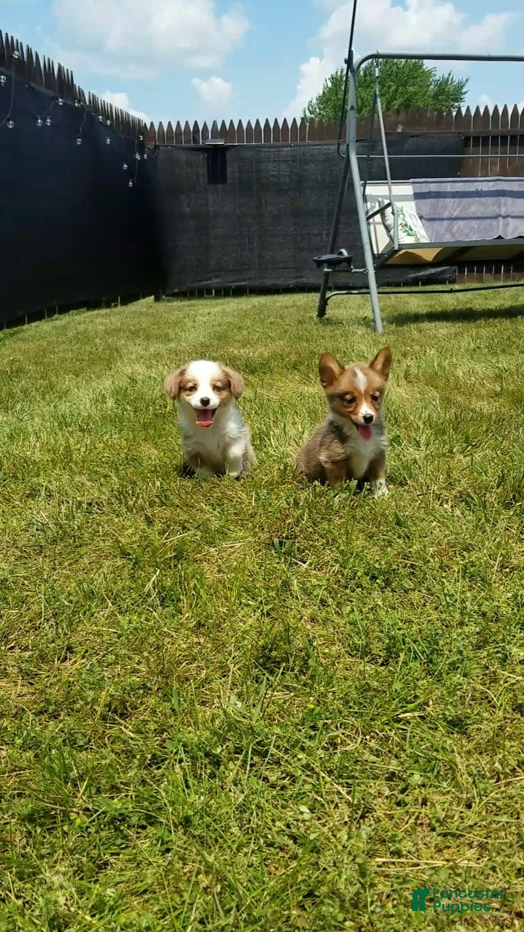 Welsh Corgi Pembroke dogs for sale: Molly - Image 6