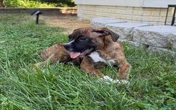 Boxer dogs for sale: Bruno - Image 8