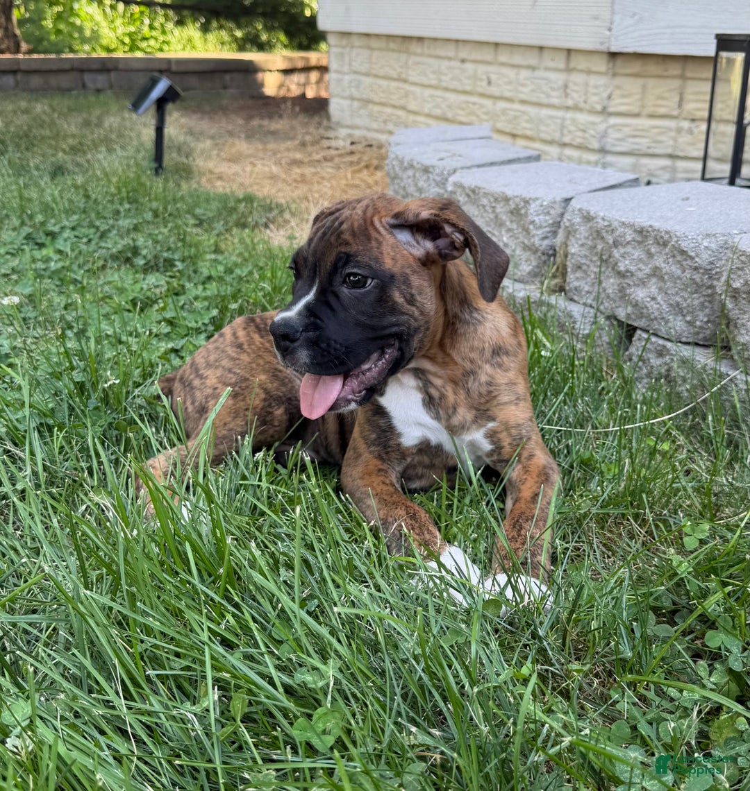 Boxer dogs for sale: Bruno - Image 8