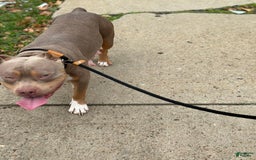 American Bully dogs for sale: Little Leo - Image 12