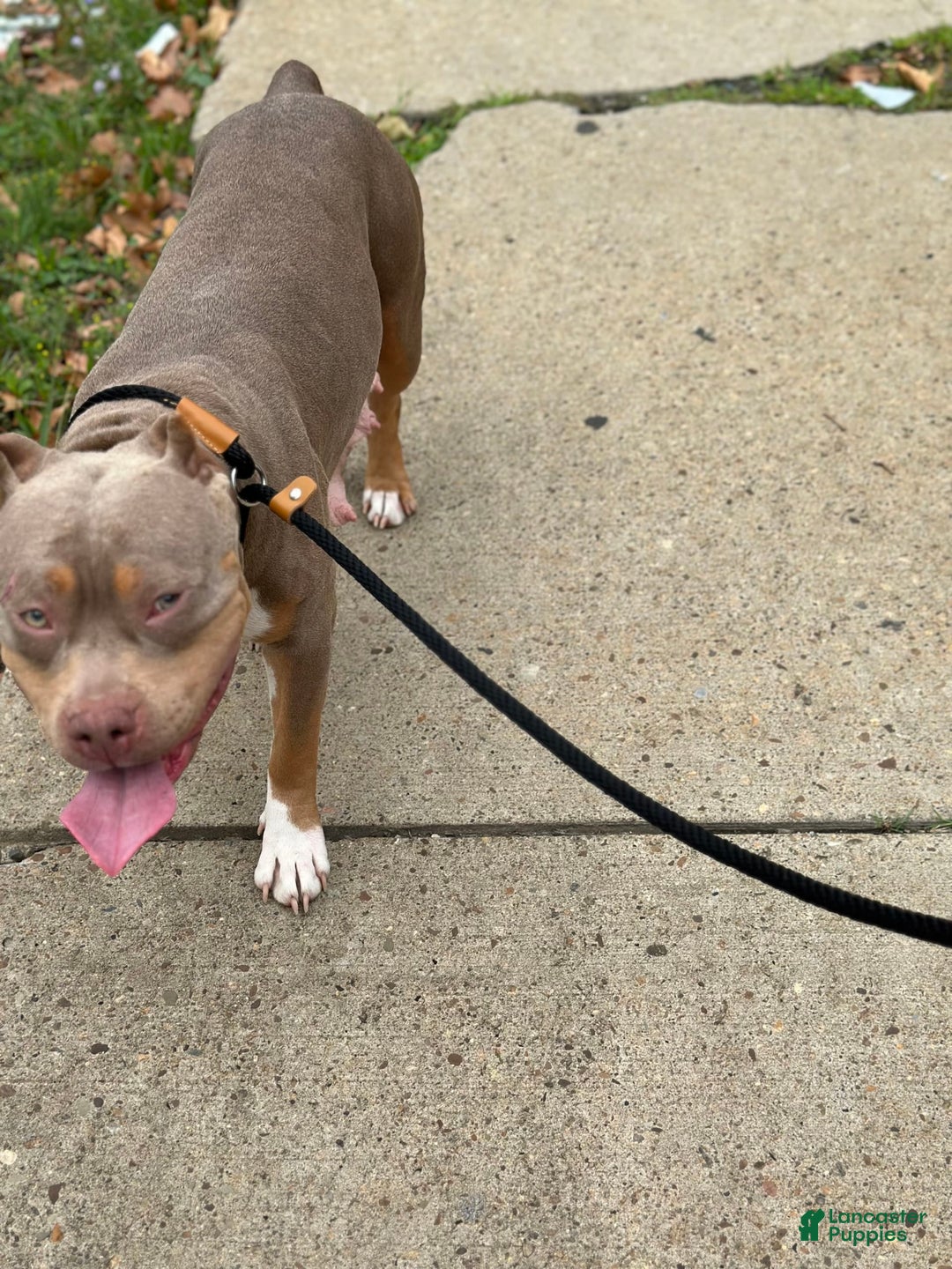 American Bully dogs for sale: Little Leo - Image 12