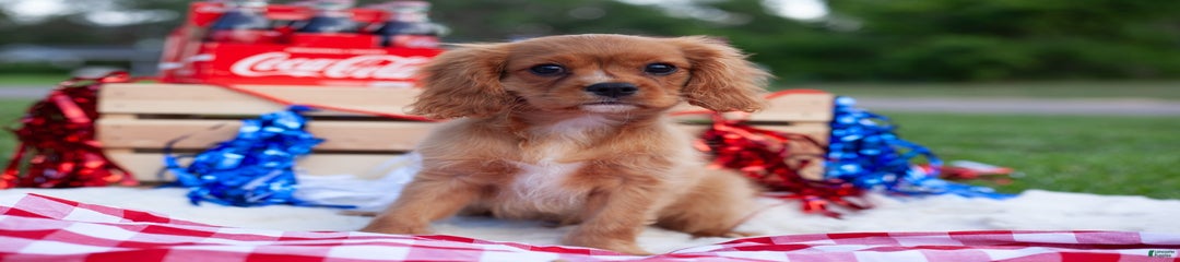 Chili