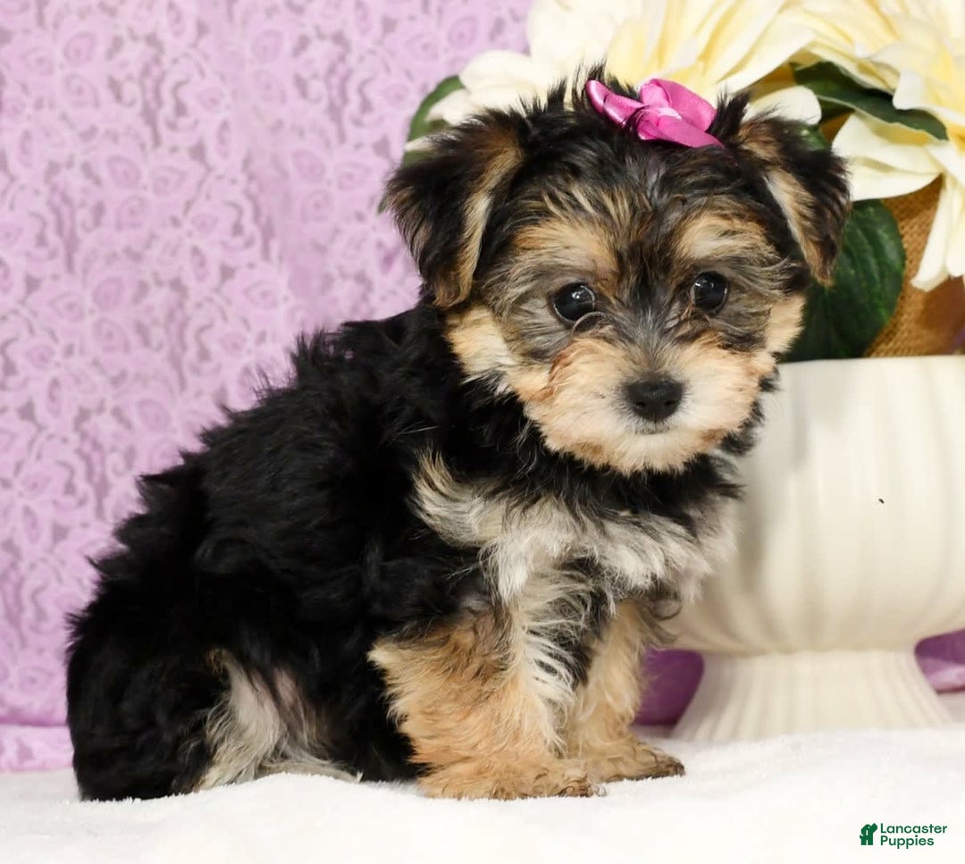 Yochon dogs for sale: Twila - Image 1