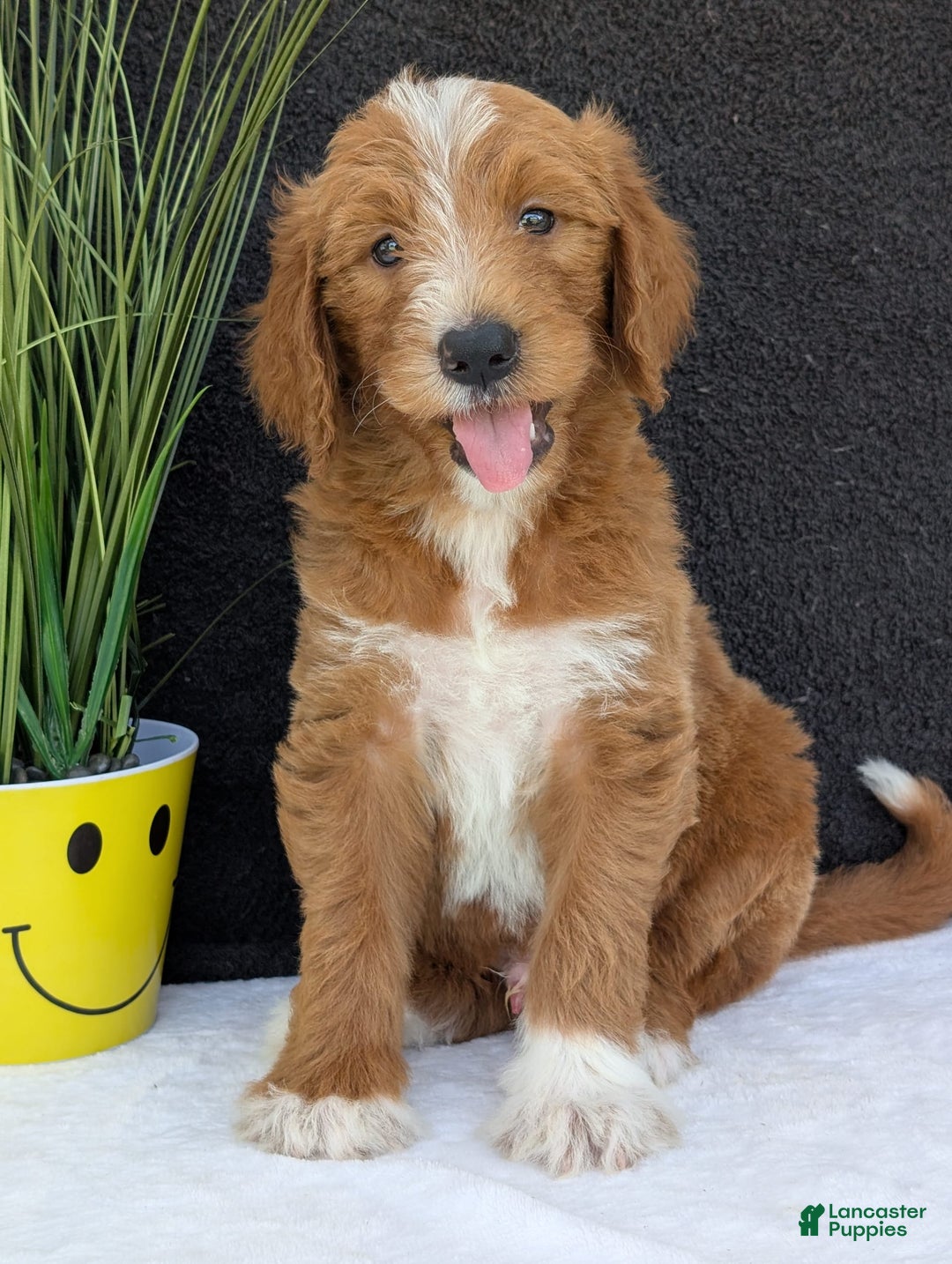 Goldendoodle dogs for sale: Mikey - Image 16