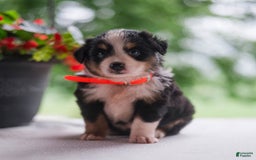 Miniature Australian Shepherd dogs for sale: Tammy - Image 4