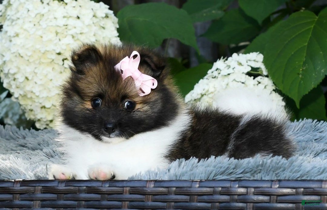 Pomeranian dogs for sale: Ivy - Image 7