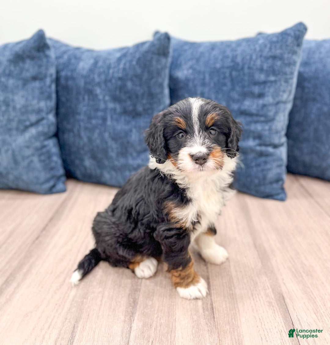 Mini Bernedoodle dogs for sale: Athena - Image 3