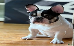 French Bulldog dogs for sale: Benji - Image 1