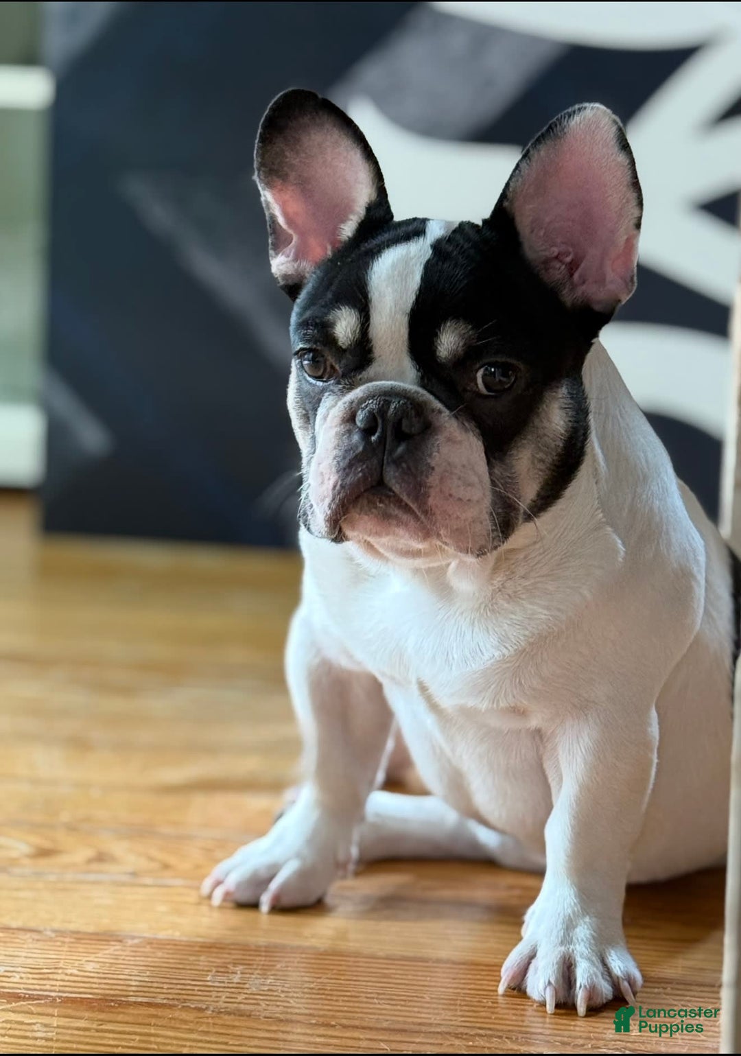 French Bulldog dogs for sale: Benji - Image 1