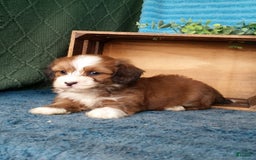 Havanese dogs for sale: Dylan - Image 4