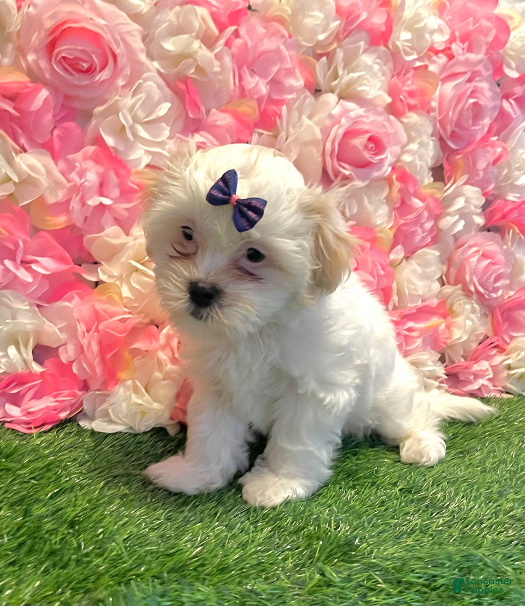 Shih Tzu dogs for sale: Ash - Image 2